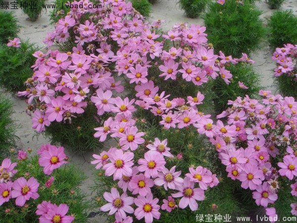 <a href='https://www.lvbad.com/caohuazhongzi/12.html' target='_blank'>波斯菊种子</a>7.jpg