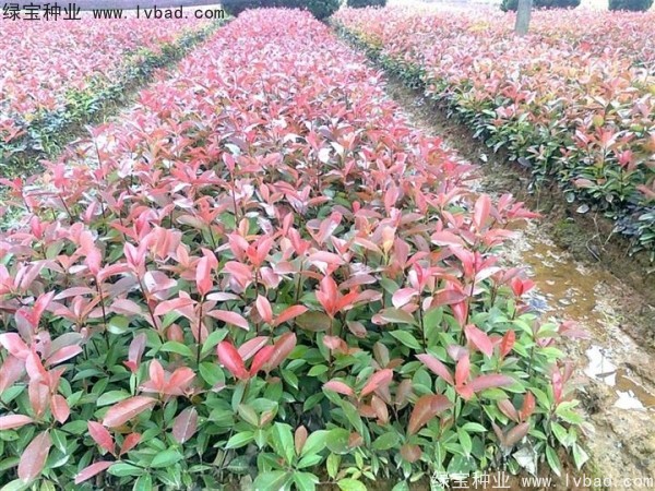 红叶石楠种子8.jpg