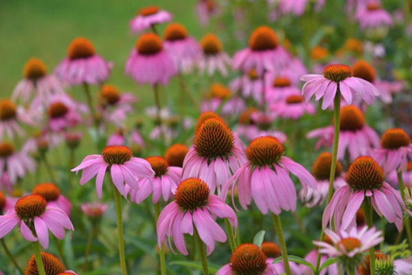 松果菊<a href='https://www.lvbad.com/' target='_blank'>种子</a>5.jpg
