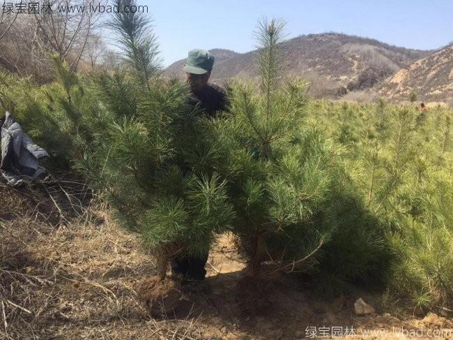 黑松1.jpg