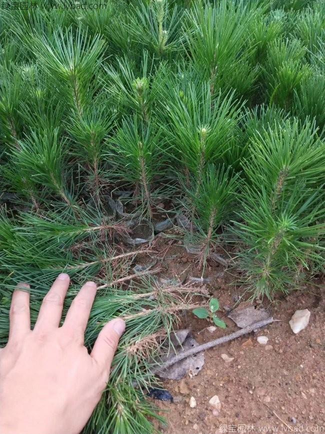 黑松3c.jpg