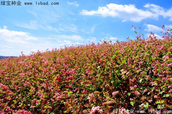 <a href='https://www.lvbad.com/yaocaizhongzi/2311.html' target='_blank'>荞麦种子</a>1.jpg
