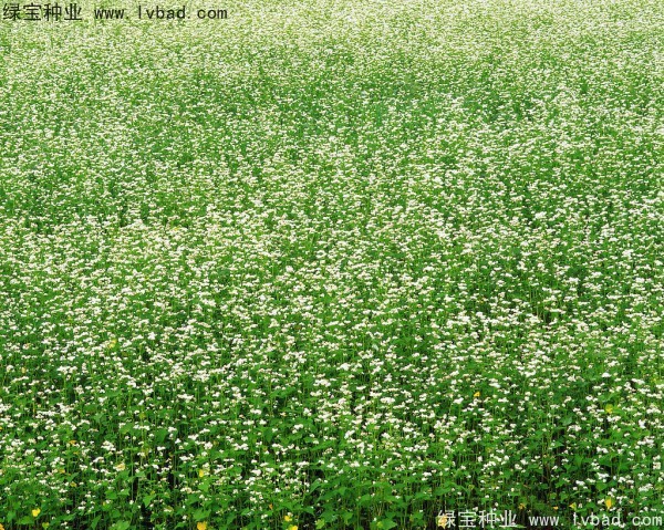 <a href='https://www.lvbad.com/yaocaizhongzi/2311.html' target='_blank'>荞麦种子</a>3.jpg