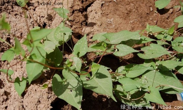 <a href='https://www.lvbad.com/yaocaizhongzi/2311.html' target='_blank'>荞麦种子</a>5.jpg