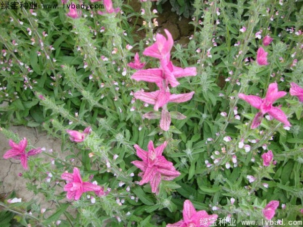 <a href='https://www.lvbad.com/caohuazhongzi/1626.html' target='_blank'>鼠尾草种子</a>10红色.jpg