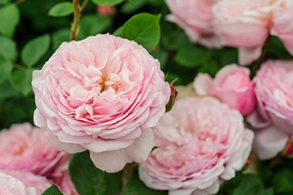 <a href='https://www.lvbad.com/tengbenpanyuanzhiwu/3570.html' target='_blank'>月季</a>音乐厅2.jpeg