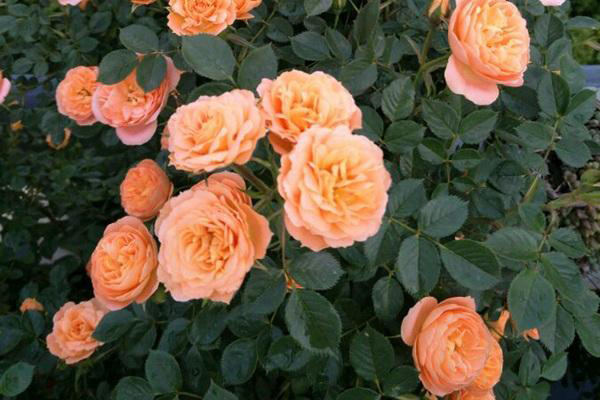 <a href='https://www.lvbad.com/tengbenpanyuanzhiwu/3570.html' target='_blank'>月季</a>甜梦2.jpeg