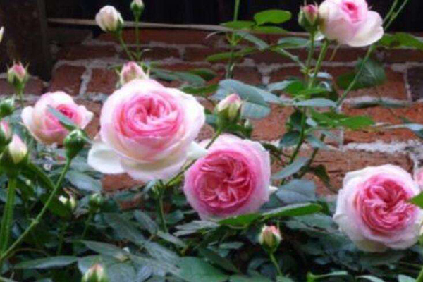 粉龙<a href='https://www.lvbad.com/tengbenpanyuanzhiwu/3570.html' target='_blank'>月季</a>1.jpeg