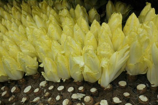 芽球<a href='https://www.lvbad.com/mucaozhongzi/14254.html' target='_blank'>菊苣</a>1.jpeg