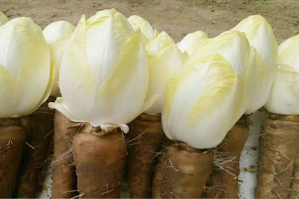 芽球<a href='https://www.lvbad.com/mucaozhongzi/14254.html' target='_blank'>菊苣</a>2.jpeg