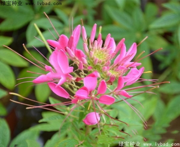 <a href='https://www.lvbad.com/caohuazhongzi/1659.html' target='_blank'>醉蝶花种子</a>12.jpg