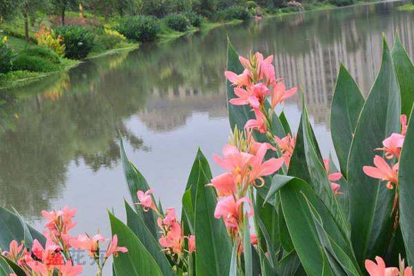 <a href='https://www.lvbad.com/shuishengshuicao/3435.html' target='_blank'>水生美人蕉</a>2.jpeg