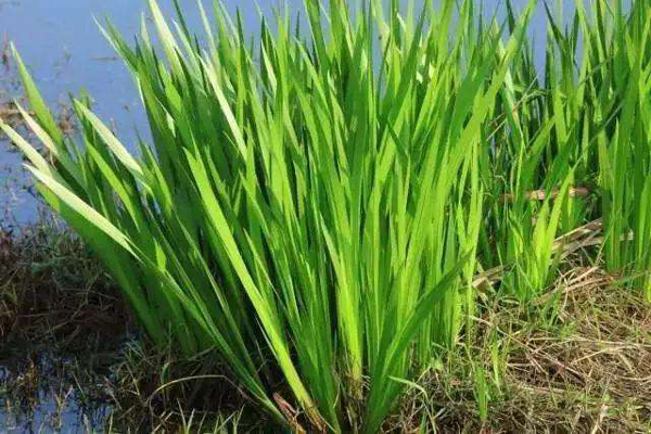 <a href='https://www.lvbad.com/shuishengshuicao/3427.html' target='_blank'>水菖蒲</a>3.jpeg