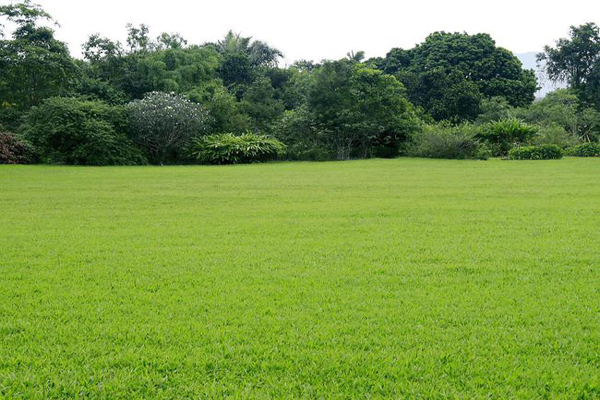 矮生<a href='https://www.lvbad.com/caopingzhongzi/1663.html' target='_blank'>百慕大</a>2.jpeg