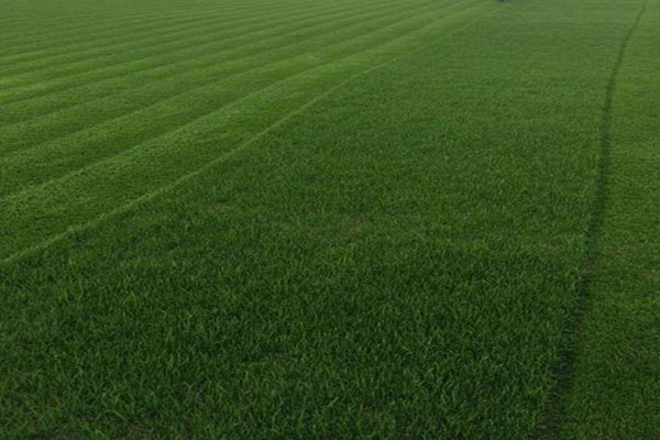 <a href='https://www.lvbad.com/caopingzhongzi/1663.html' target='_blank'>百慕大</a>草3.jpg