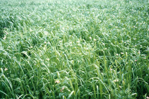冬牧<a href='https://www.lvbad.com/caopingzhongzi/1666.html' target='_blank'>黑麦草</a>3.jpeg