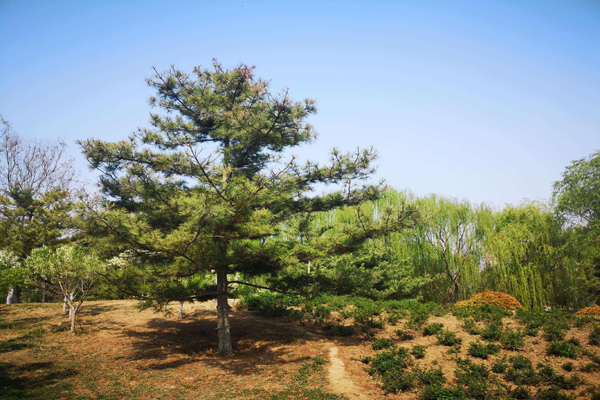 <a href='https://www.lvbad.com/linmuzhongzi/1705.html' target='_blank'>华山松</a>2.jpeg