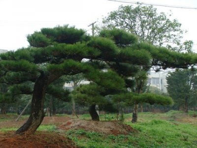 松树6月份能移栽活了吗？