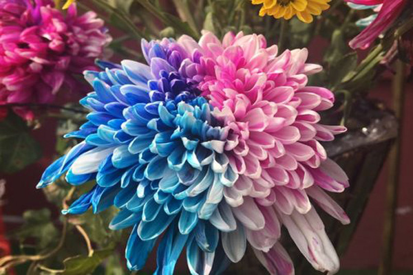 <a href='https://www.lvbad.com/caohuazhongzi/1633.html' target='_blank'>五色菊</a>花3.jpeg