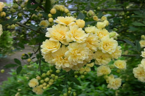 <a href='https://www.lvbad.com/miaomuzhonglei/7438.html' target='_blank'>木香花</a>2.jpeg