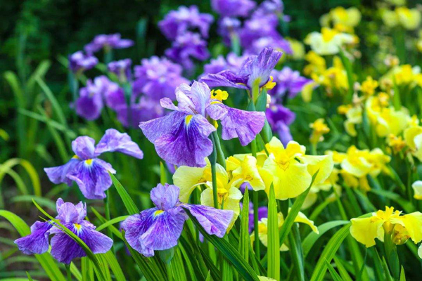 花<a href='https://www.lvbad.com/caohuazhongzi/1029.html' target='_blank'>菖蒲</a>3.jpeg