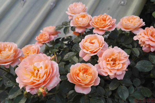 <a href='https://www.lvbad.com/tengbenpanyuanzhiwu/3570.html' target='_blank'>月季</a>甜梦1.jpeg
