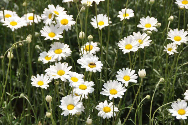 <a href='https://www.lvbad.com/caohuazhongzi/1031.html' target='_blank'>除虫菊</a>4.jpeg