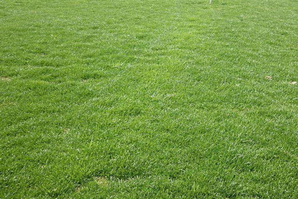 <a href='https://www.lvbad.com/caopingzhongzi/1668.html' target='_blank'>狗牙根</a>2.jpeg