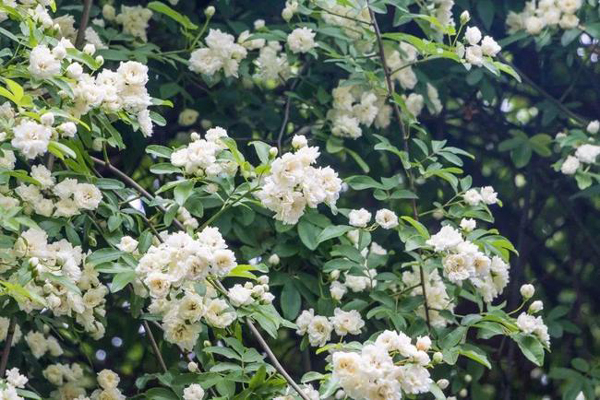 <a href='https://www.lvbad.com/miaomuzhonglei/7438.html' target='_blank'>木香花</a>3.jpeg