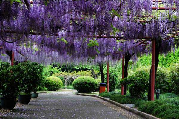 多花<a href='https://www.lvbad.com/linmuzhongzi/1806.html' target='_blank'>紫藤</a>2.jpeg