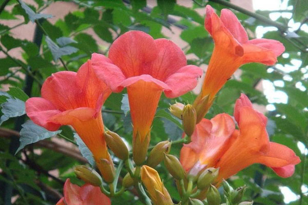 美国<a href='https://www.lvbad.com/tengbenpanyuanzhiwu/3414.html' target='_blank'>凌霄花</a>3.jpeg