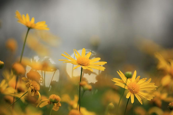 <a href='https://www.lvbad.com/caohuazhongzi/1629.html' target='_blank'>茼蒿菊</a>3.jpg