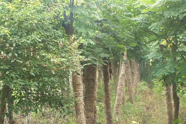 <a href='https://www.lvbad.com/linmuzhongzi/1843.html' target='_blank'>金丝楠</a>2.jpeg