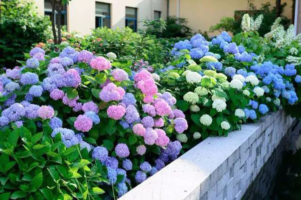 <a href='https://www.lvbad.com/dibeiguanmu/3511.html' target='_blank'>八仙花</a>2.jpeg