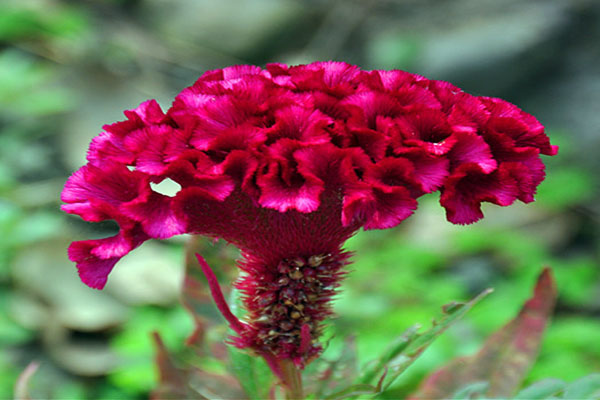 <a href='https://www.lvbad.com/caohuazhongzi/1076.html' target='_blank'>鸡冠花</a>2.jpeg