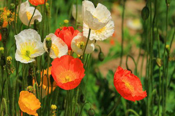 <a href='https://www.lvbad.com/caohuazhongzi/1025.html' target='_blank'>冰岛虞美人</a>3.jpeg