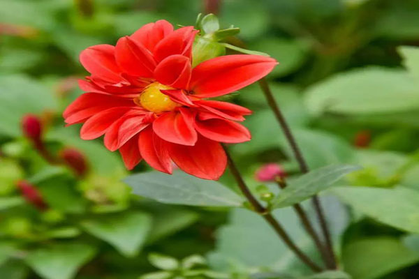 <a href='https://www.lvbad.com/caohuazhongzi/1642.html' target='_blank'>小丽花</a>2.jpeg