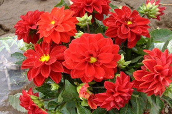 <a href='https://www.lvbad.com/caohuazhongzi/1642.html' target='_blank'>小丽花</a>1.jpeg