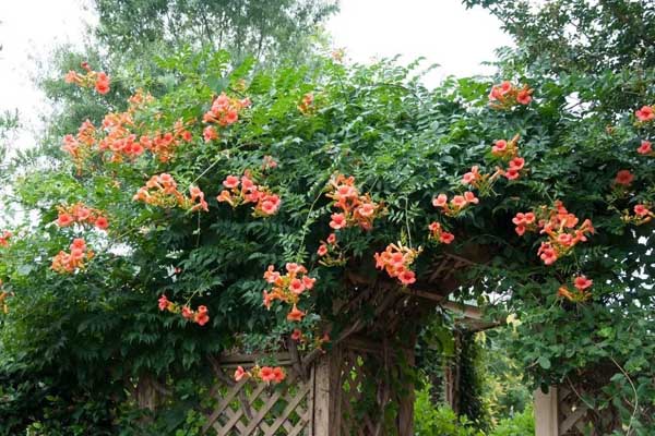 <a href='https://www.lvbad.com/tengbenpanyuanzhiwu/3414.html' target='_blank'>凌霄花</a>3.jpeg