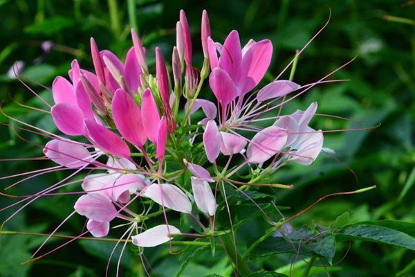 <a href='https://www.lvbad.com/caohuazhongzi/1659.html' target='_blank'>醉蝶花</a>1.jpg