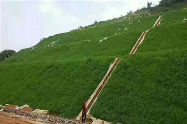 护坡草3.jpeg