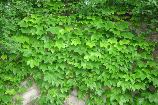 <a href='https://www.lvbad.com/linmuzhongzi/2193.html' target='_blank'>爬山虎</a>3.jpeg