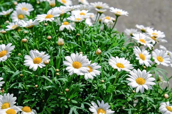 <a href='https://www.lvbad.com/caohuazhongzi/1032.html' target='_blank'>雏菊</a>1.jpeg