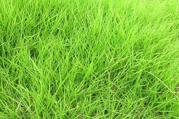 <a href='https://www.lvbad.com/caopingzhongzi/1668.html' target='_blank'>狗牙根</a>1.jpeg