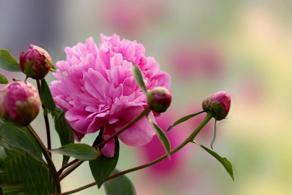 <a href='https://www.lvbad.com/linmuzhongzi/1830.html' target='_blank'>芍药</a>1.jpeg