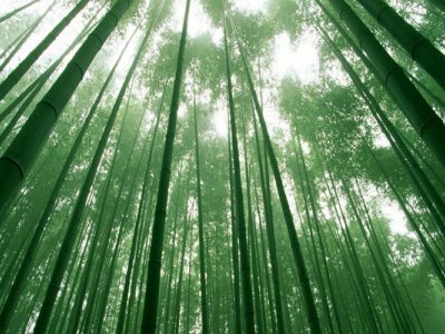 竹子在东北能种植活吗？