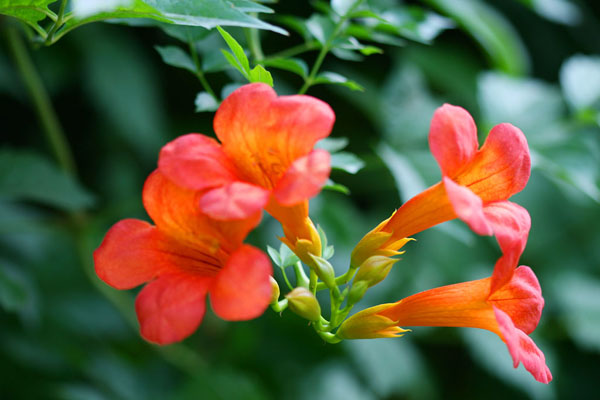 美国<a href='https://www.lvbad.com/tengbenpanyuanzhiwu/3414.html' target='_blank'>凌霄花</a>1.jpeg
