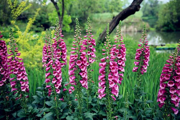 <a href='https://www.lvbad.com/caohuazhongzi/1596.html' target='_blank'>毛地黄</a>3.jpeg