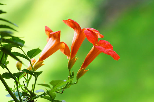 美国<a href='https://www.lvbad.com/tengbenpanyuanzhiwu/3414.html' target='_blank'>凌霄花</a>2.jpeg