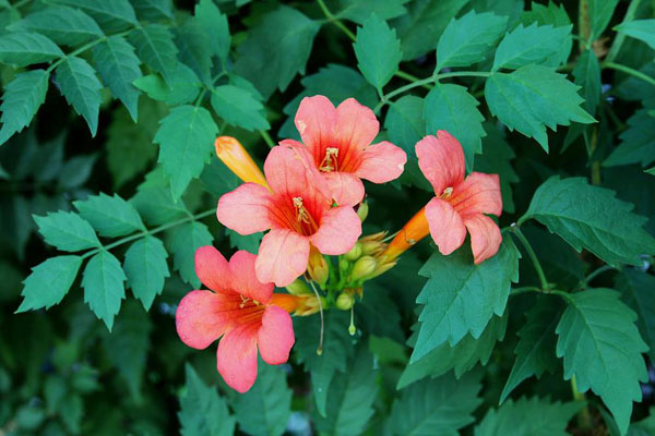 <a href='https://www.lvbad.com/tengbenpanyuanzhiwu/3414.html' target='_blank'>凌霄花</a>2.jpg